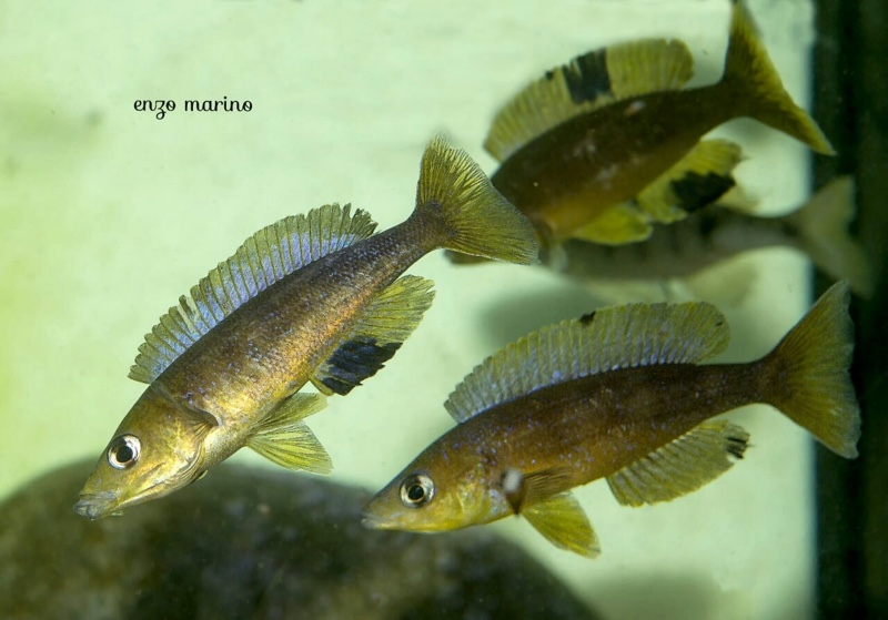Cyprichromis microlepidotus 'Mabilibili Bay'